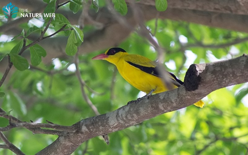 Black-naped Oriole